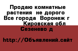 Продаю комнатные растения  не дорого - Все города, Воронеж г.  »    . Кировская обл.,Сезенево д.